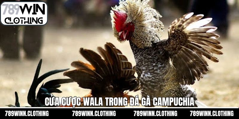 Cửa Wala – Cơ hội thắng cao, thưởng lớn cho người chơi