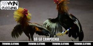 Đá Gà Camphuchia - Nơi Hội Tụ Những Màn So Tài Kịch Tính