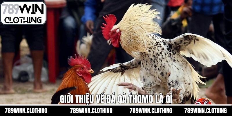 Tổng quan đôi nét về đá gà Thomo là gì 
