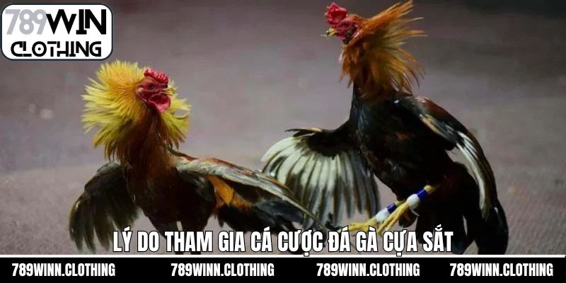 Đá gà cựa sắt tại 789Win sở hữu nhiều điểm mạnh đáng chú ý