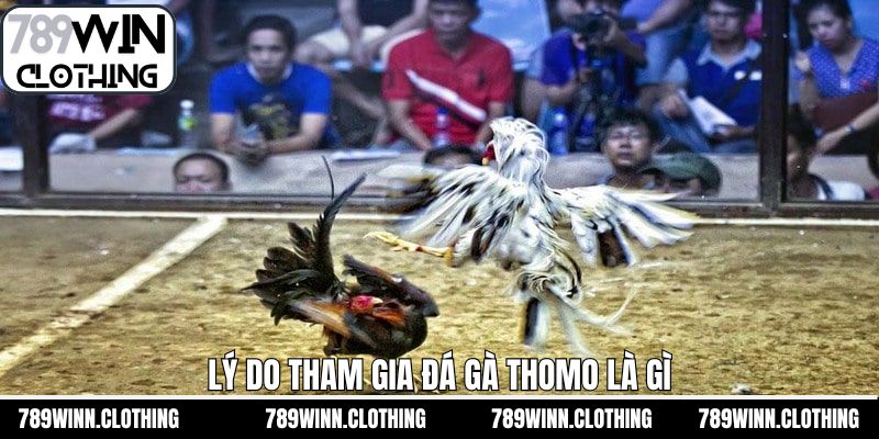 Lý do của hình thức đá gà Thomo là gì 